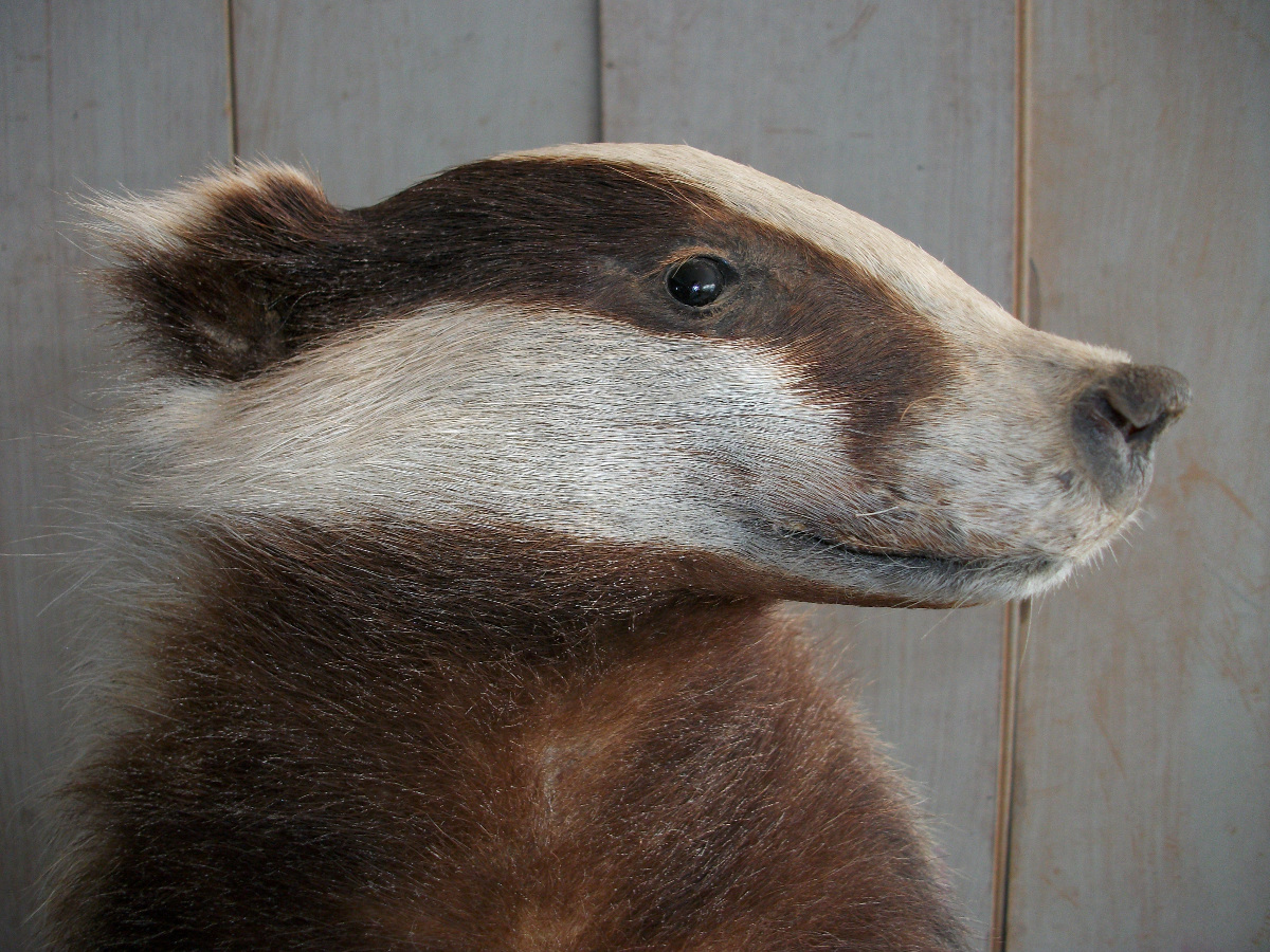 Taxidermy of a Badger